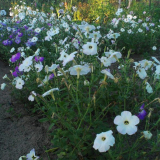 Malá útulná a oblíbená chata